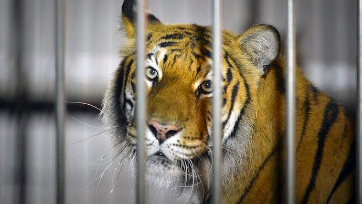 Tigre scappa dal circo e uccide un pony: paura nel comune di Pozzallo