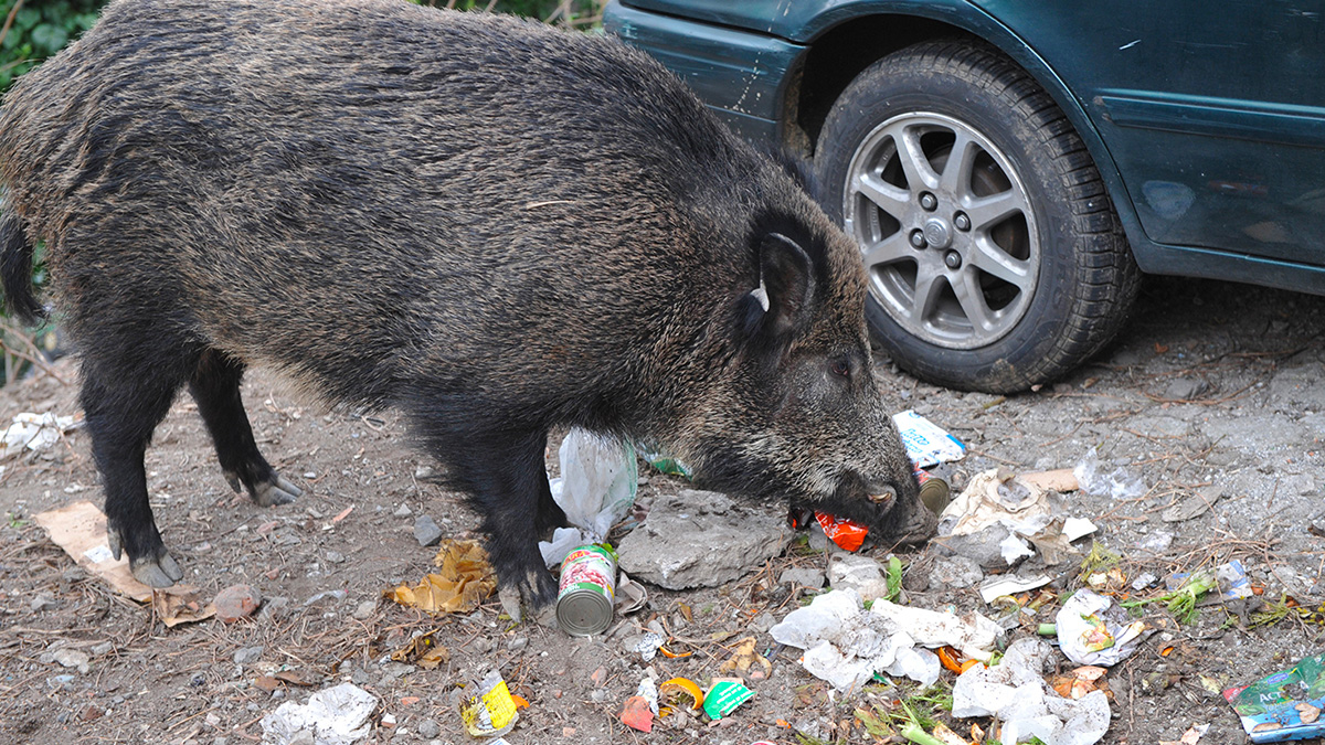 Peste suina, pronto il piano del governo: "Abbattimento dei cinghiali, il virus mette a rischio il settore produttivo"