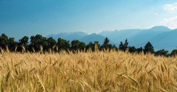 grano Ucraina, il grano in rialzo dopo il blocco dei negoziati tra Ucraina e Russia