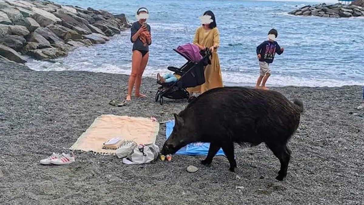 cinghiale-spiaggia-genova Donna aggredita da un cinghiale in spiaggia: "Ho sentito un dolore tremendo, nessuno mi ha aiutata"