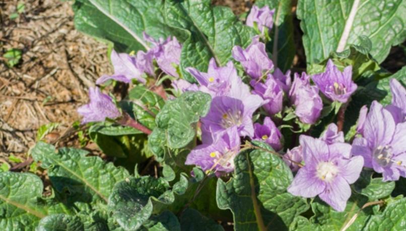 Mandragora negli spinaci: ritirato il lotto di produzione 273 dai supermercati Mandragora negli spinaci: ritirato il lotto di produzione 273 dai supermercati