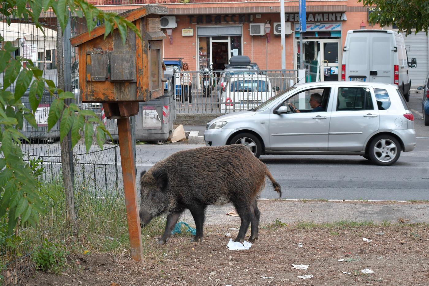 Motociclista investe un cinghiale e ora rischia la vita: l'impatto su Via Cassia