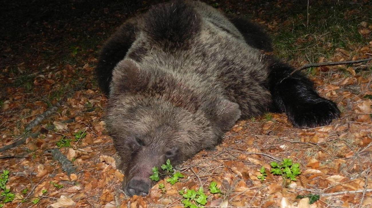 Il Tar sospende l'abbattimento dell'orsa Jj4: accolto il ricorso degli animalisti
