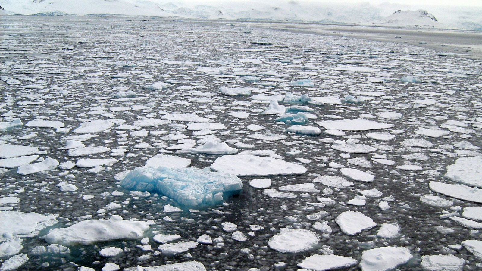 Crisi climatica e il problema dell’amplificazione artica, ossia il riscaldamento del Polo