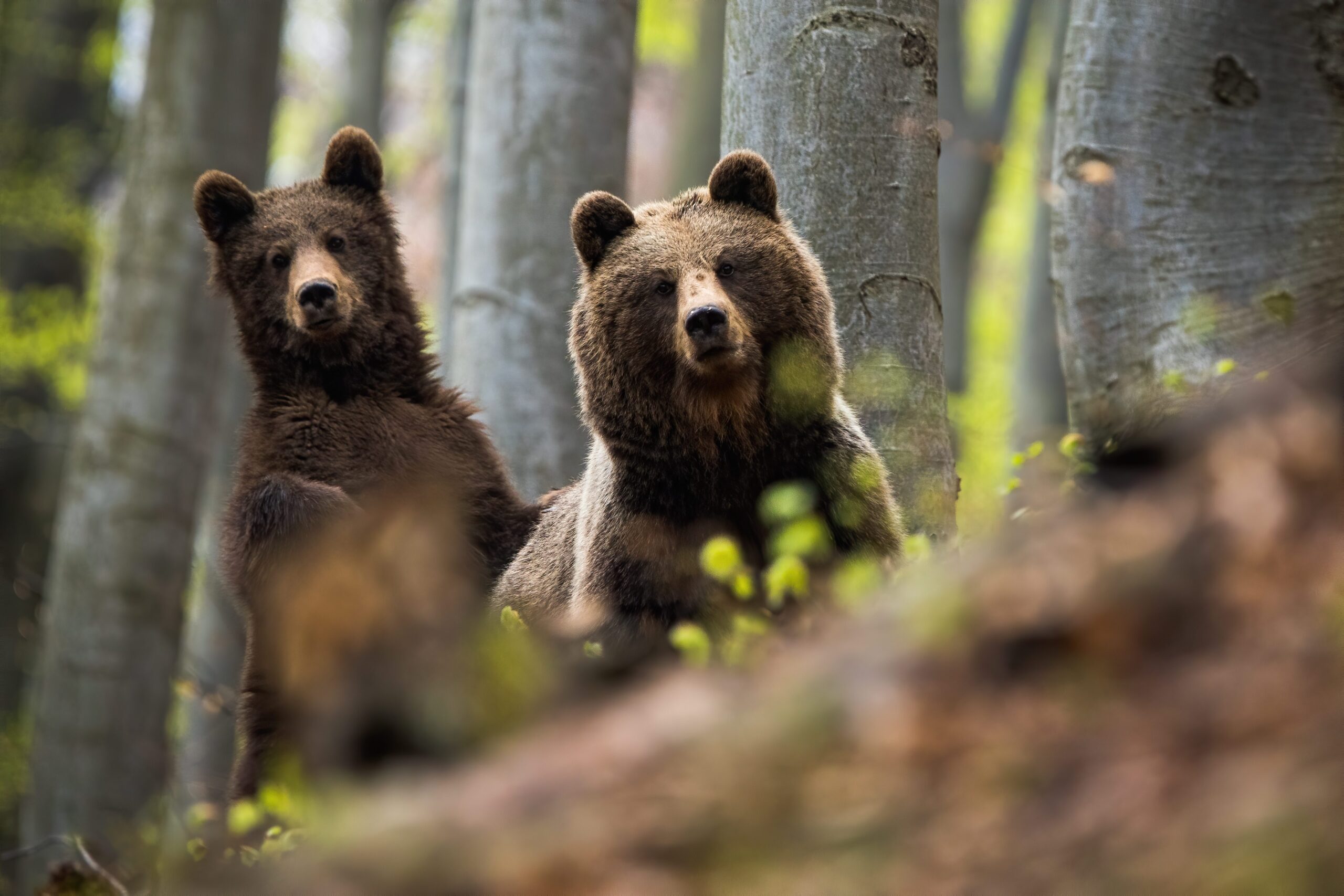 Fugatti ha sempre gli orsi nel mirino: presentata una legge per abbatterne 24 nei prossimi 3 anni