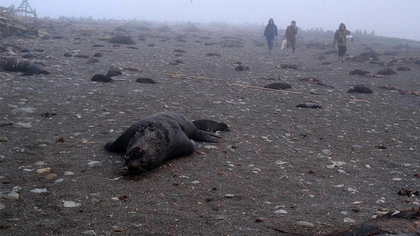 Moria di otarie leoni marini nell'estremo oriente russo: la denuncia degli ambientalisti