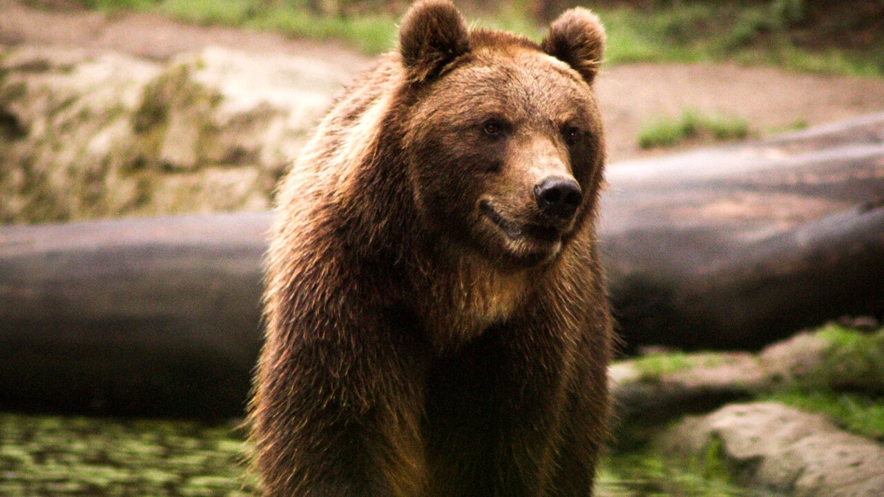 L'orso M90 è stato abbattuto: Fugatti aveva firmato il nuovo decreto per uccidere l'esemplare