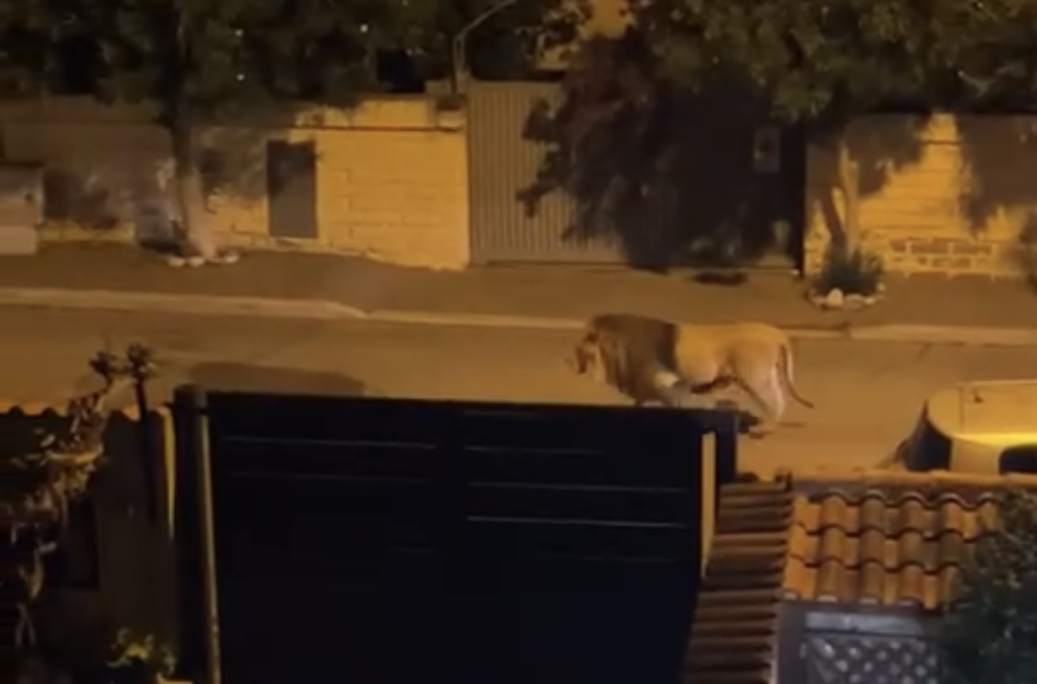 Il leone che era fuggito dal circo catturato a Ladispoli Il leone che era fuggito dal circo catturato a Ladispoli