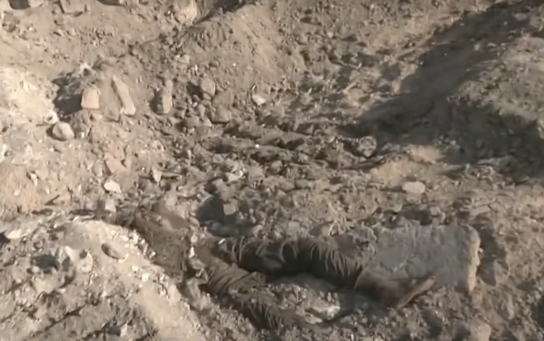 Gaza, i soldati israeliani profanano un cimitero: "Tecnica per terrorizzare la popolazione"