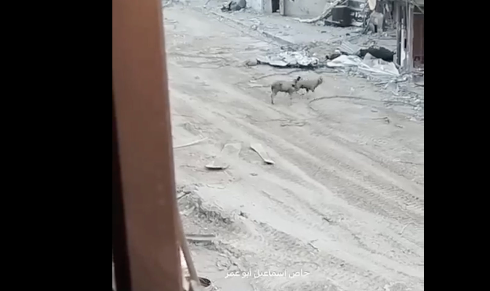 I militari israeliani fanno un video mentre un cecchino uccide tre pecore nelle strade di Khan Younis