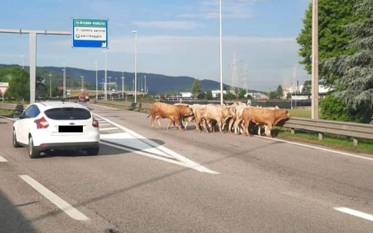 Camion carico di bestiame si rovescia sull'A4: i bovini in fuga lungo l'autostrada paralizzano il traffico