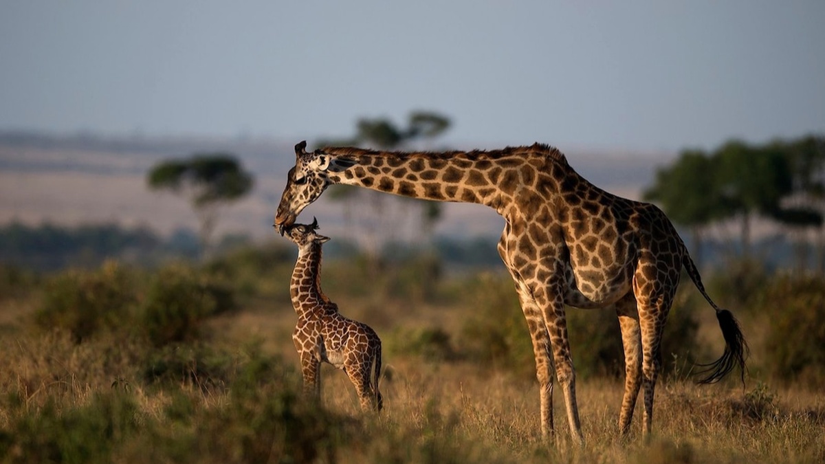 12349984 (1) Le macchie delle giraffe: un mistero in più sulla loro sopravvivenza
