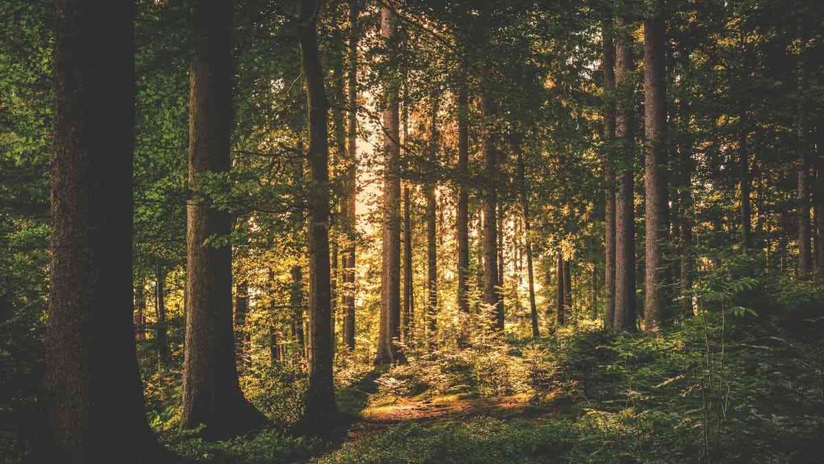 Il futuro delle foreste europee è in bilico