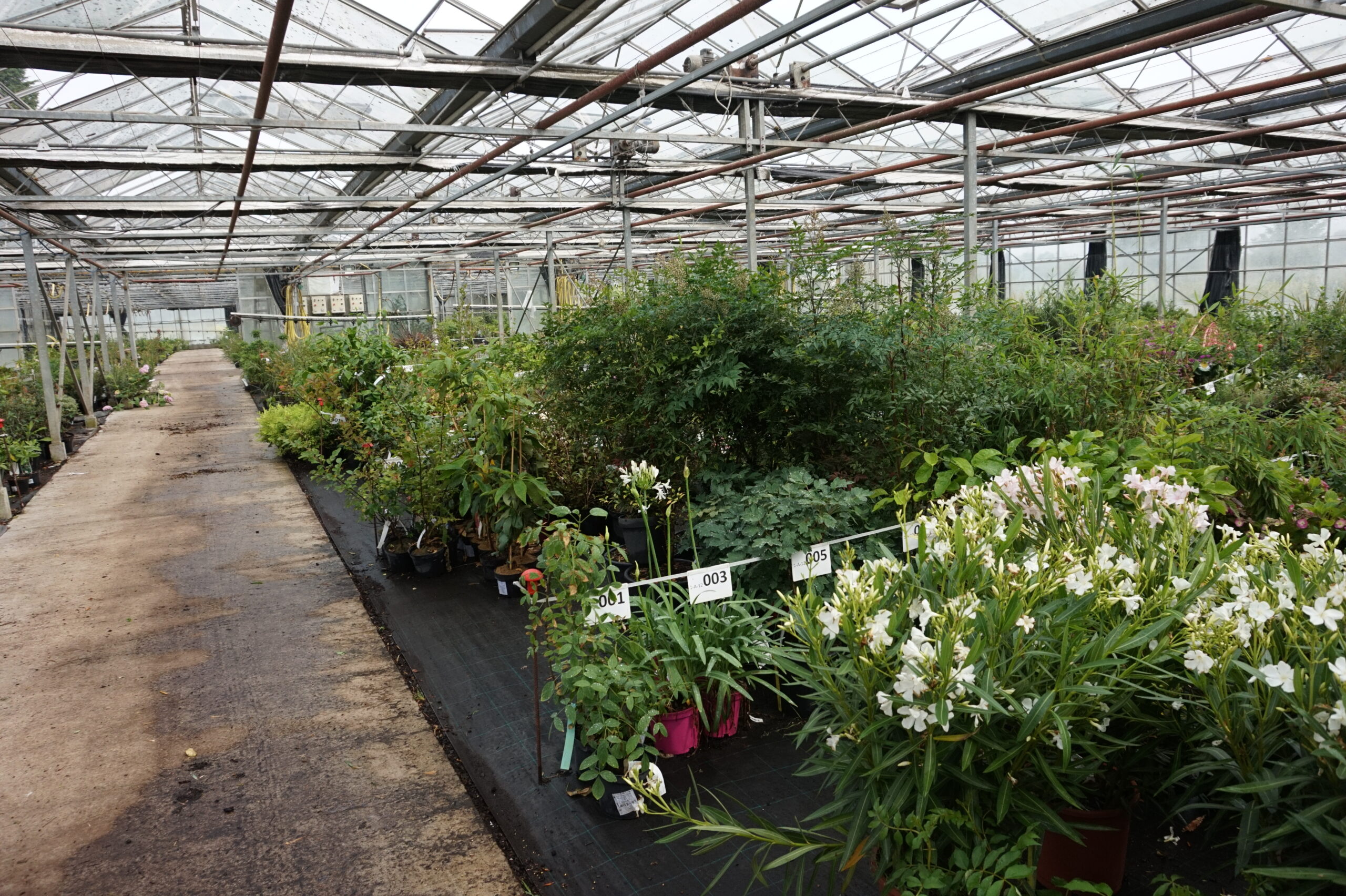 Promesse de Fleurs: il vivaio francese leader nella vendita online di piante da giardino