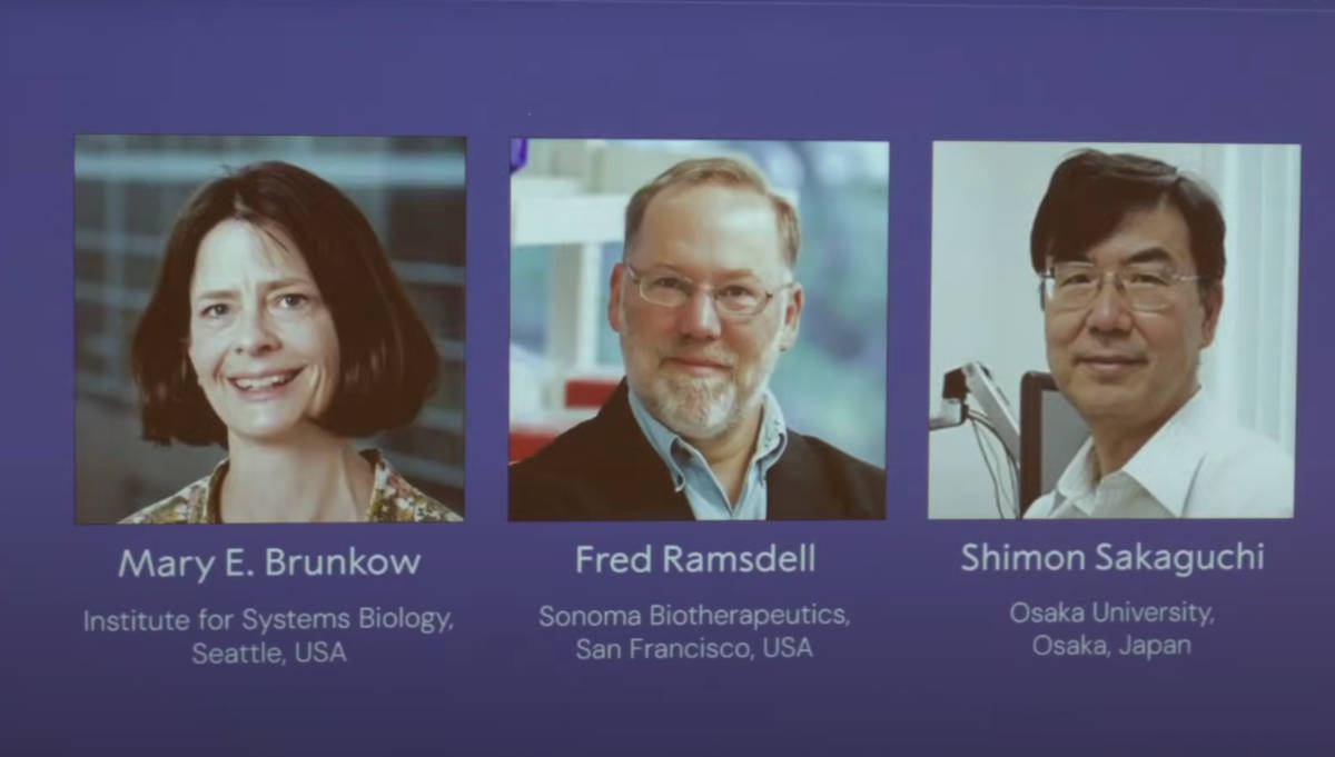 Nobel per la Medicina 2025 a Brunkow, Ramsdell e Sakaguchi per le loro scoperte sul sistema immunitario