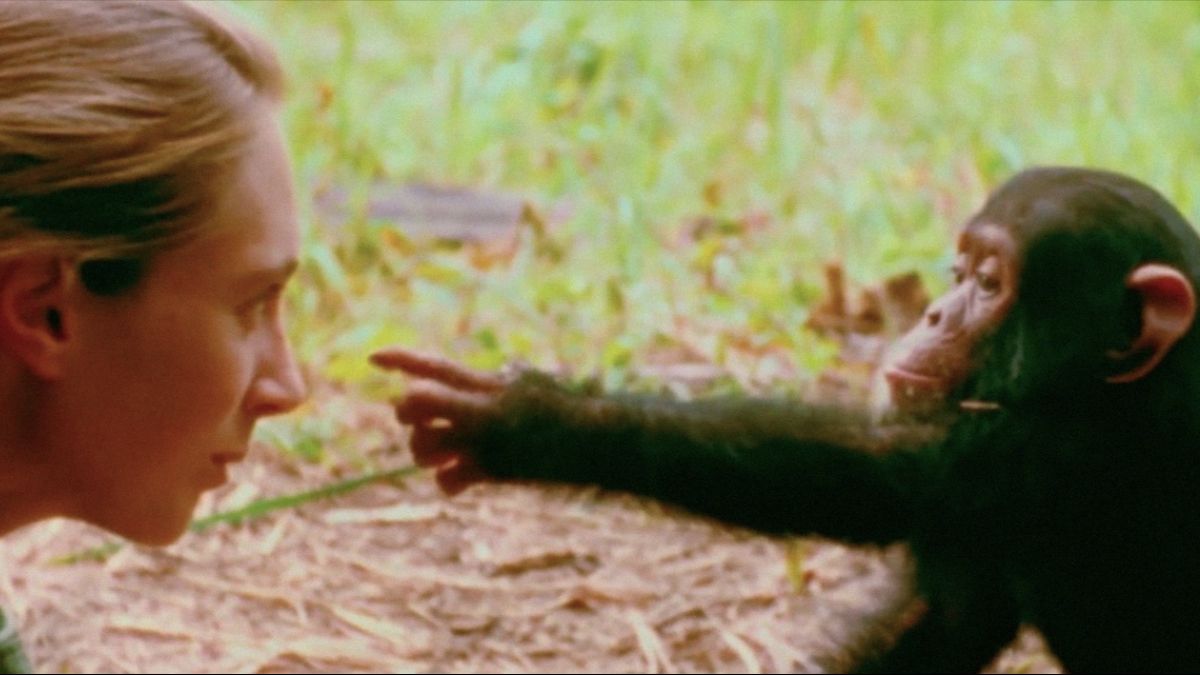 È morta Jane Goodall, pioniera dell’etologia e icona dell’ambientalismo
