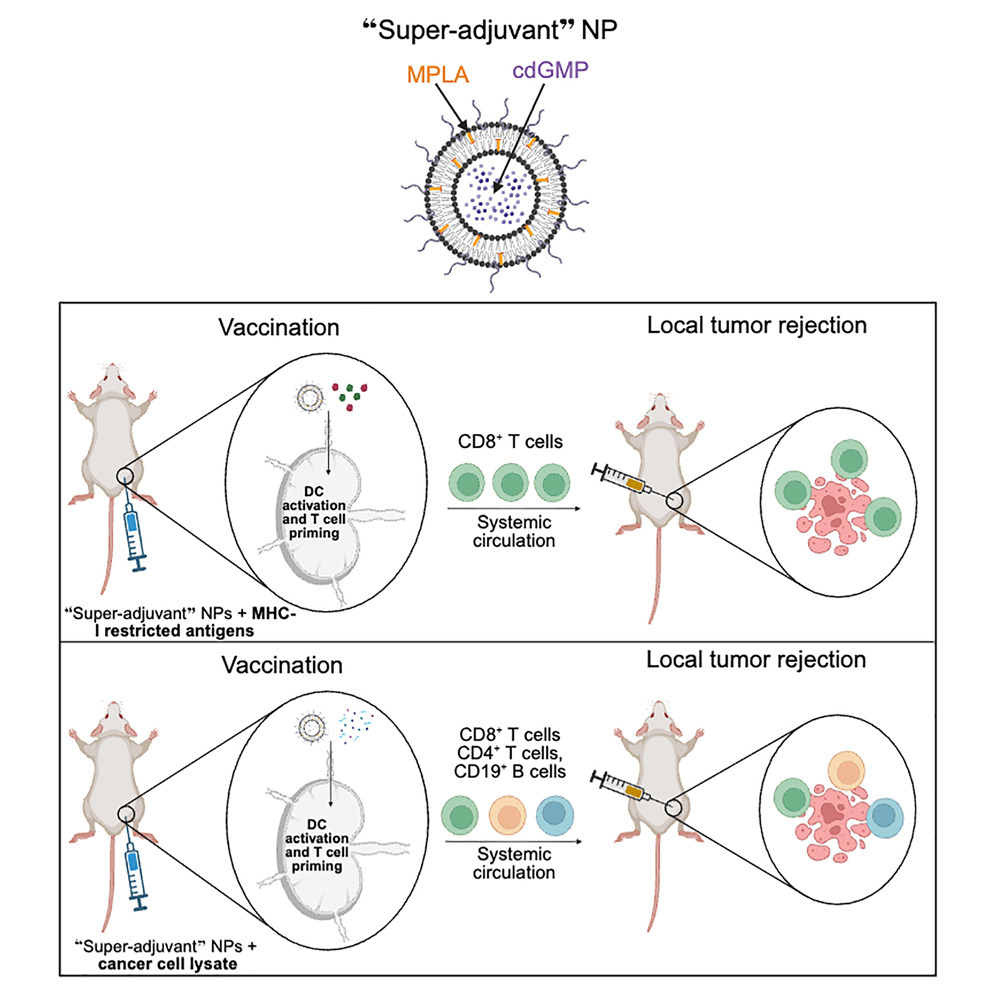 In sperimentazione un nuovo vaccino contro i tumori