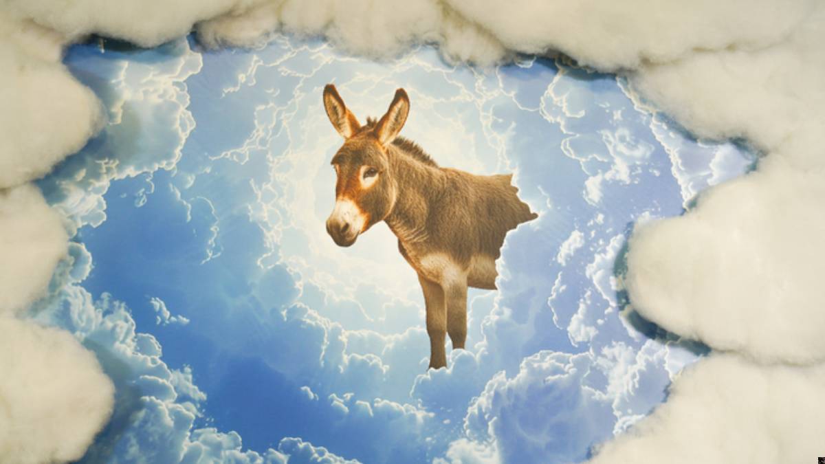 La teoria di asinelli di Curi per un risveglio spirituale a palazzo Rinocheros