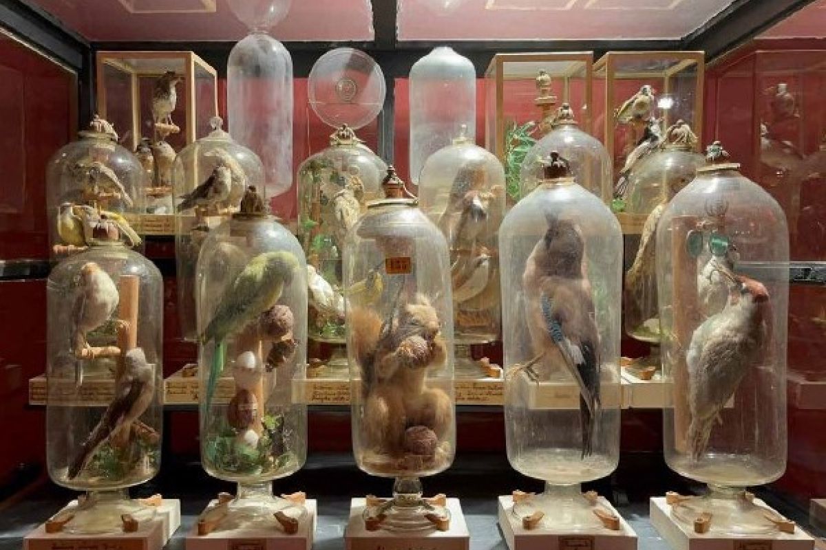 Animali in bottiglia, svelato il segreto di Fourcault