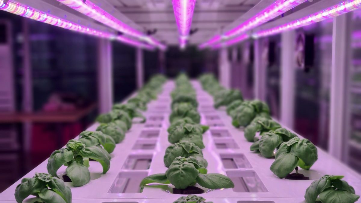 Fattorie verticali: come la tecnologia sta salvando le città dalla fame