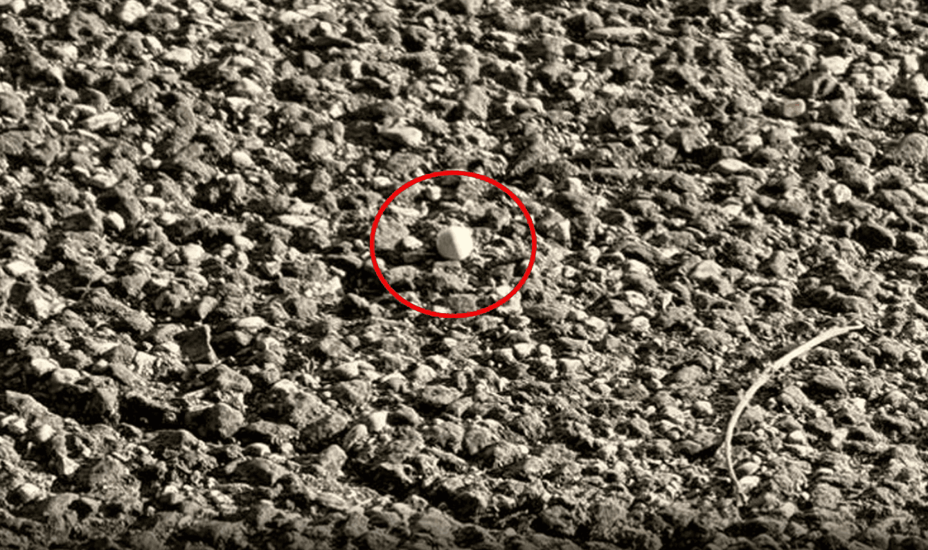 Fermato il ragazzo che ha sparato agli attivisti dell'Anpi: "Faccio parte della brigata ebraica"