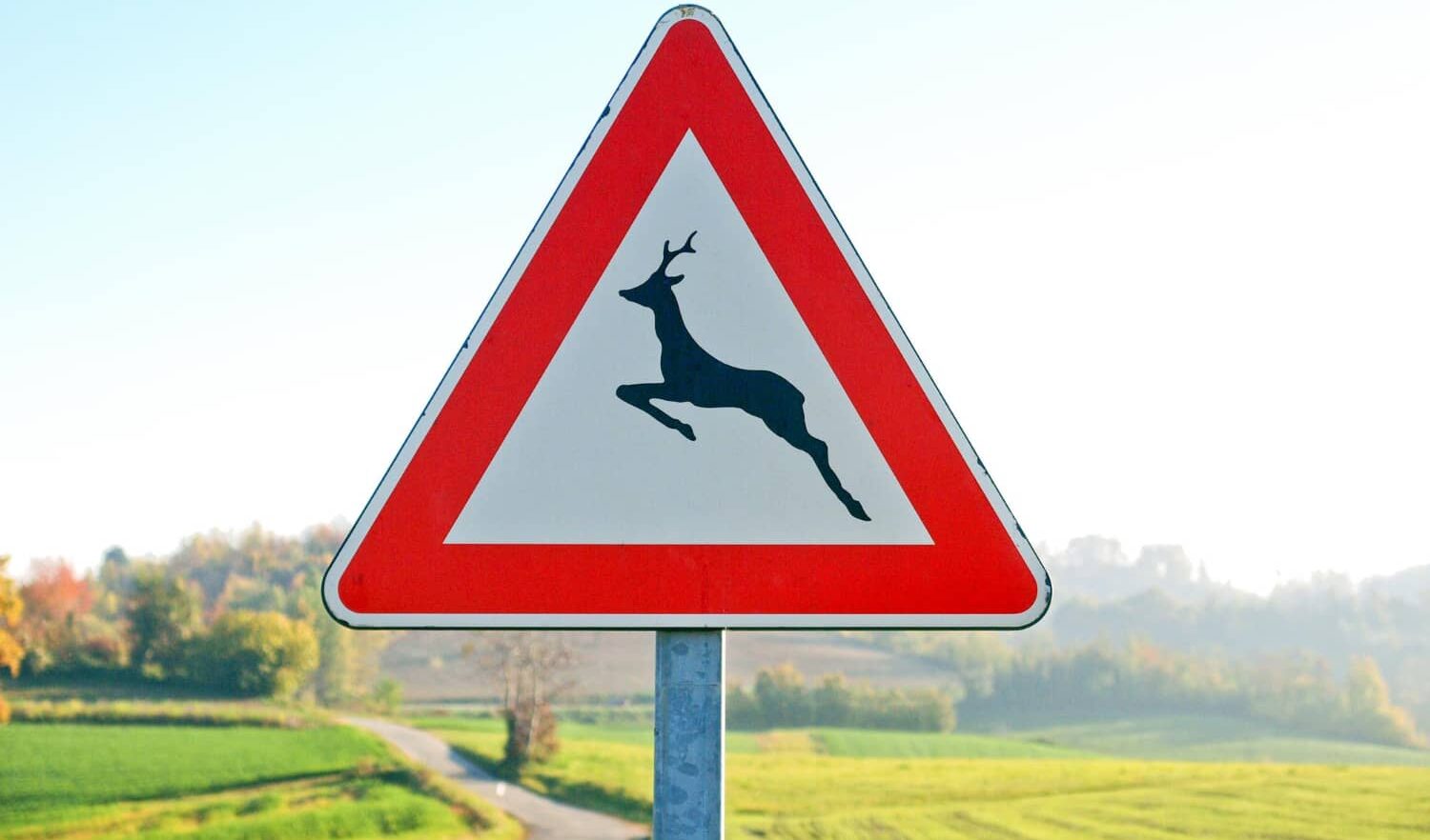 Fauna selvatica e sicurezza stradale: come proteggere automobilisti e animali